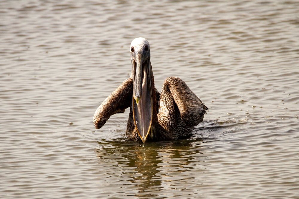 pelican on body of water during daytime