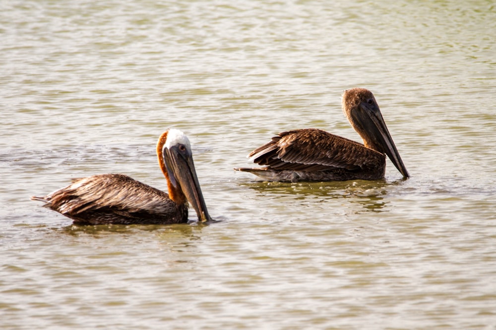 brown pelican on body of water during daytime
