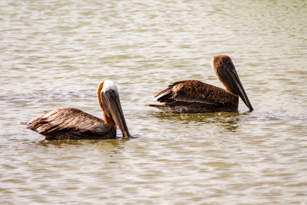 Pellicano marrone sullo specchio d'acqua durante il giorno