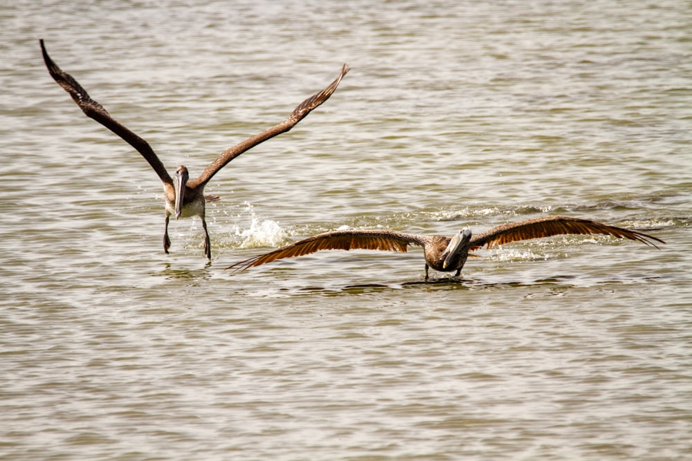 낮에는 물 위를 날아다니는 갈색과 흰색 새