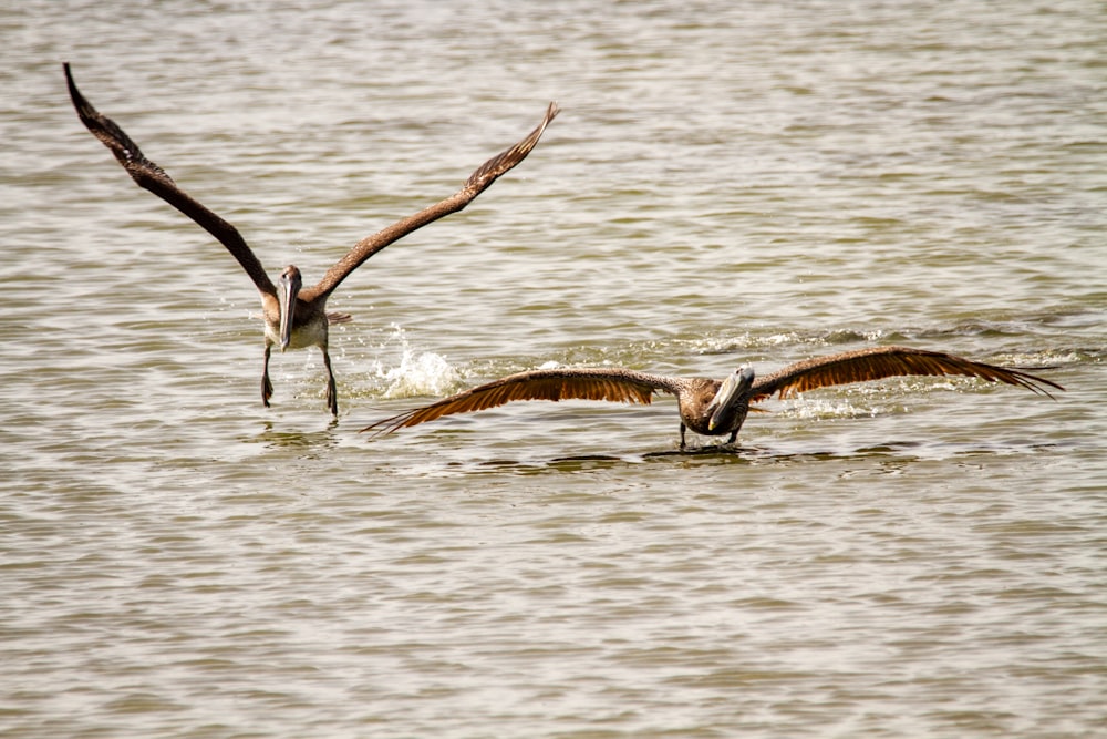 Braune und weiße Vögel, die tagsüber über das Wasser fliegen