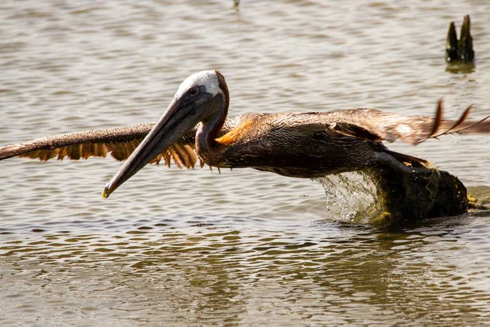 pelican on body of water during daytime