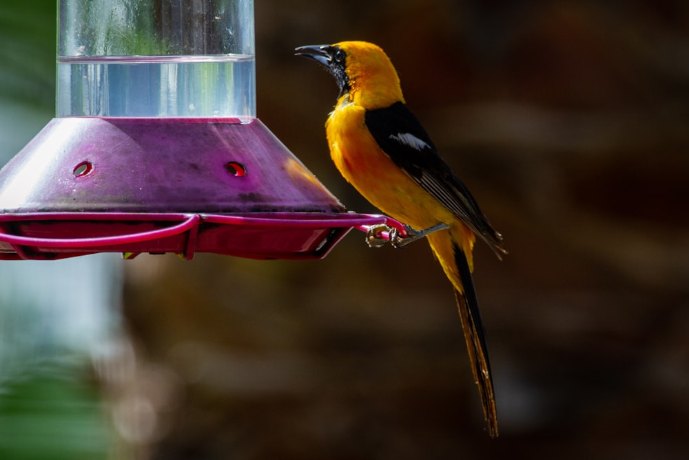 pássaro amarelo e preto no alimentador do pássaro cor-de-rosa