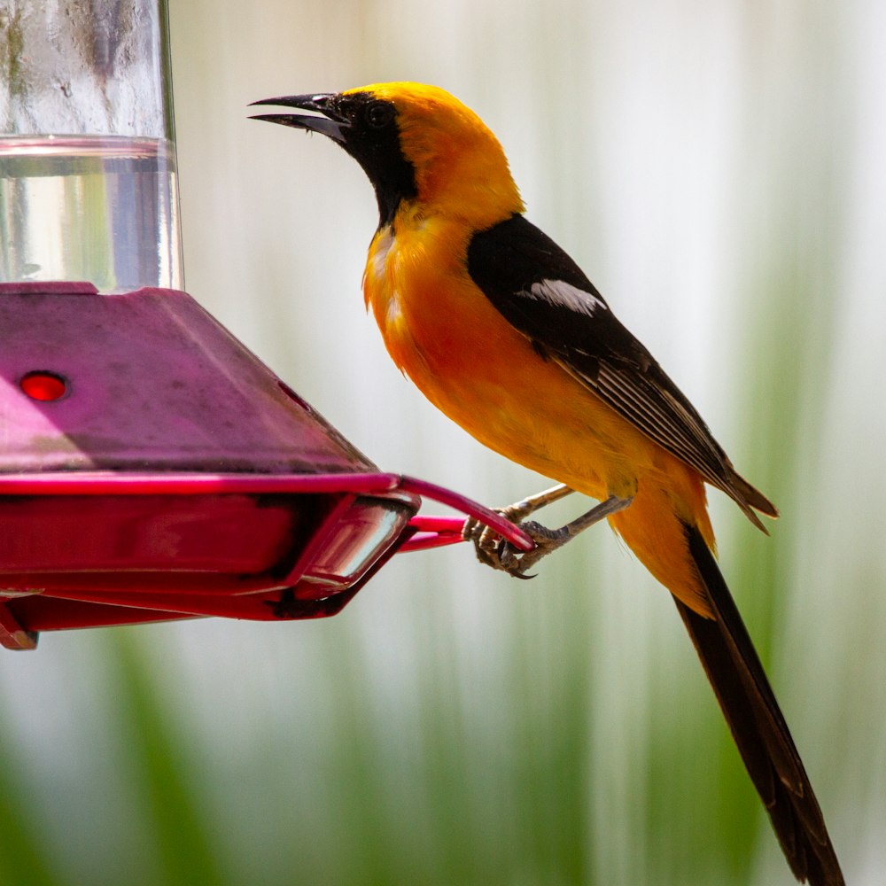 yellow black and white bird on red bird feeder