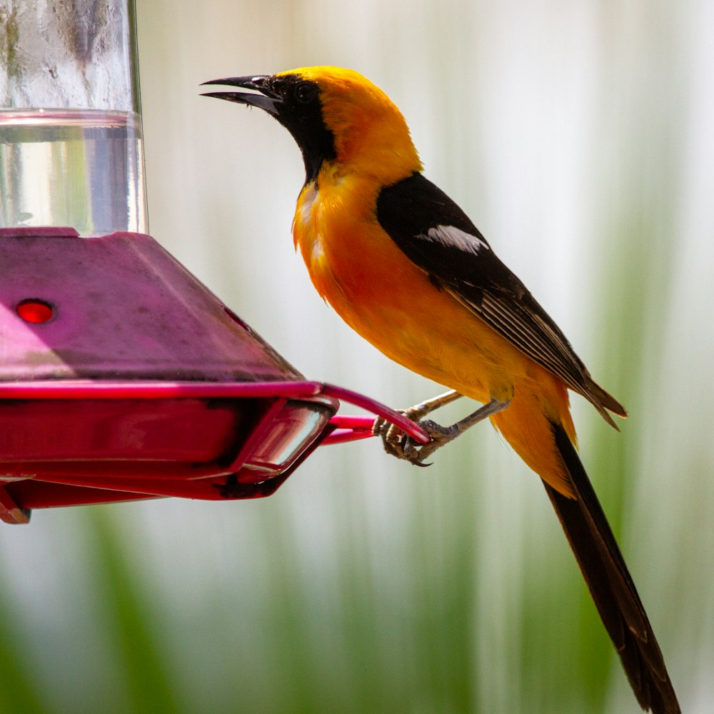 pájaro amarillo blanco y negro en comedero rojo para pájaros