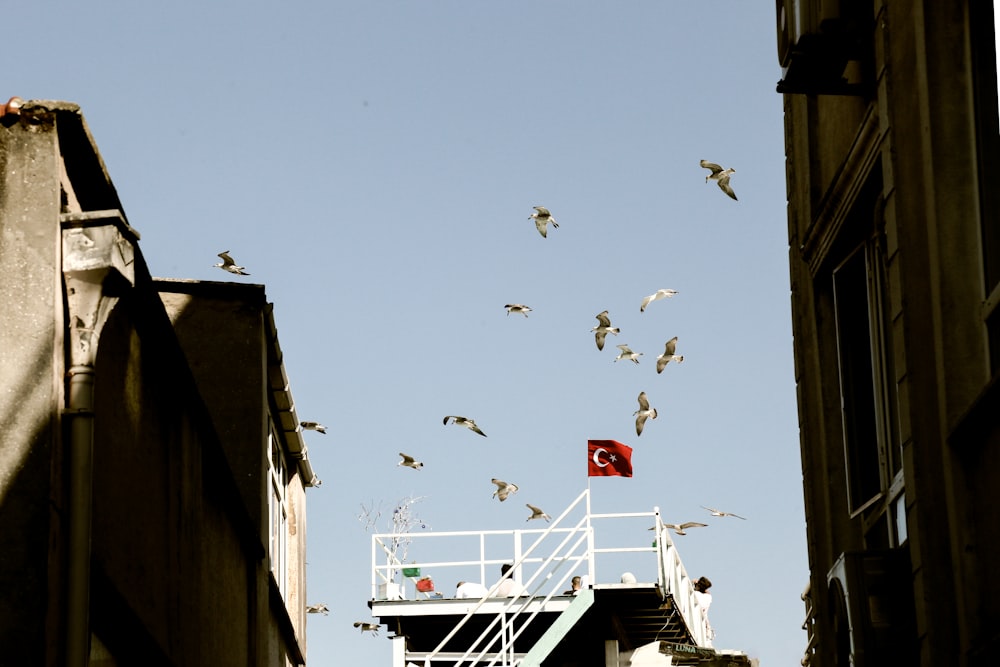 birds flying over the building during daytime