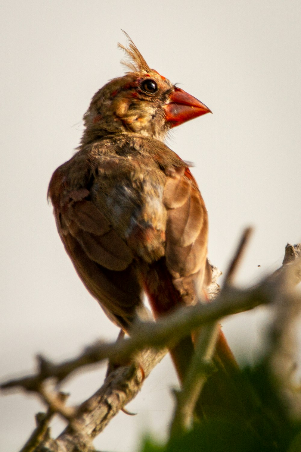 brown and black bird on tree branch