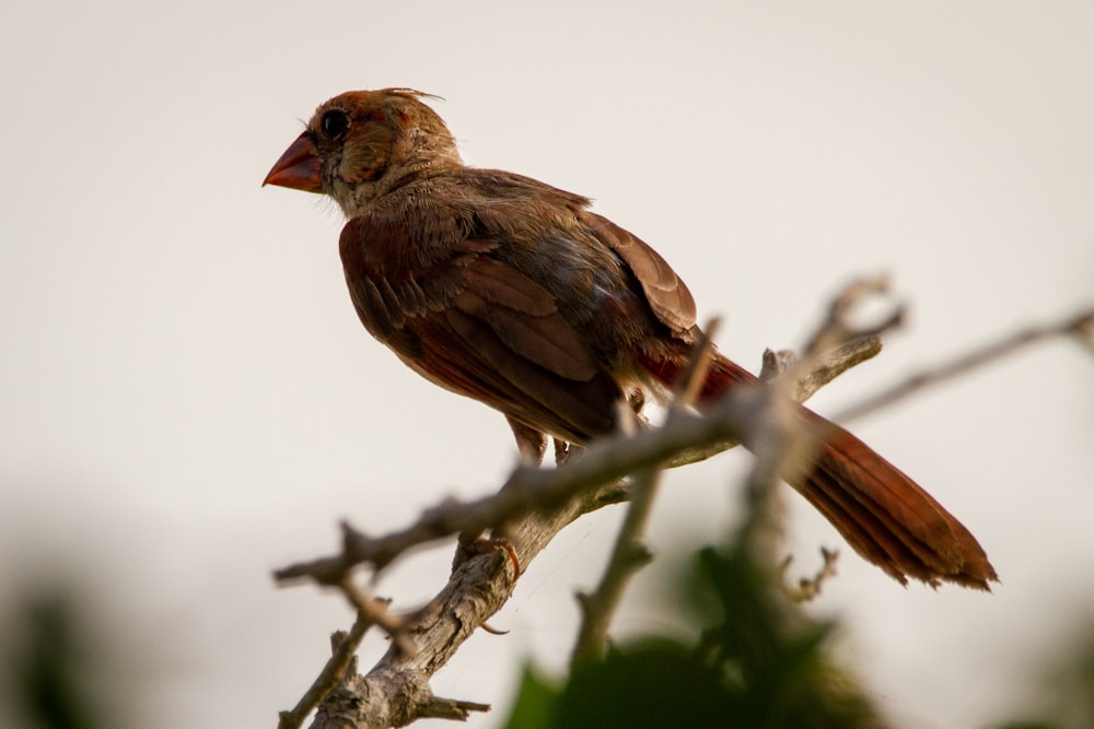 brown bird on brown tree branch during daytime