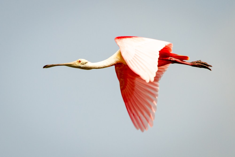 白とピンクの長いくちばしの鳥