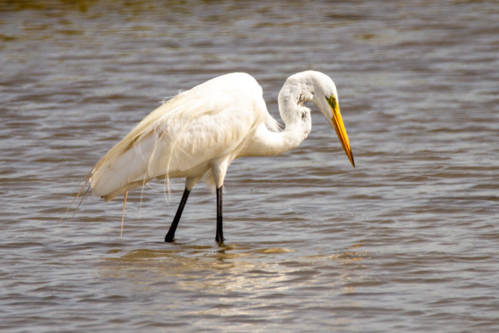 white bird on water during daytime