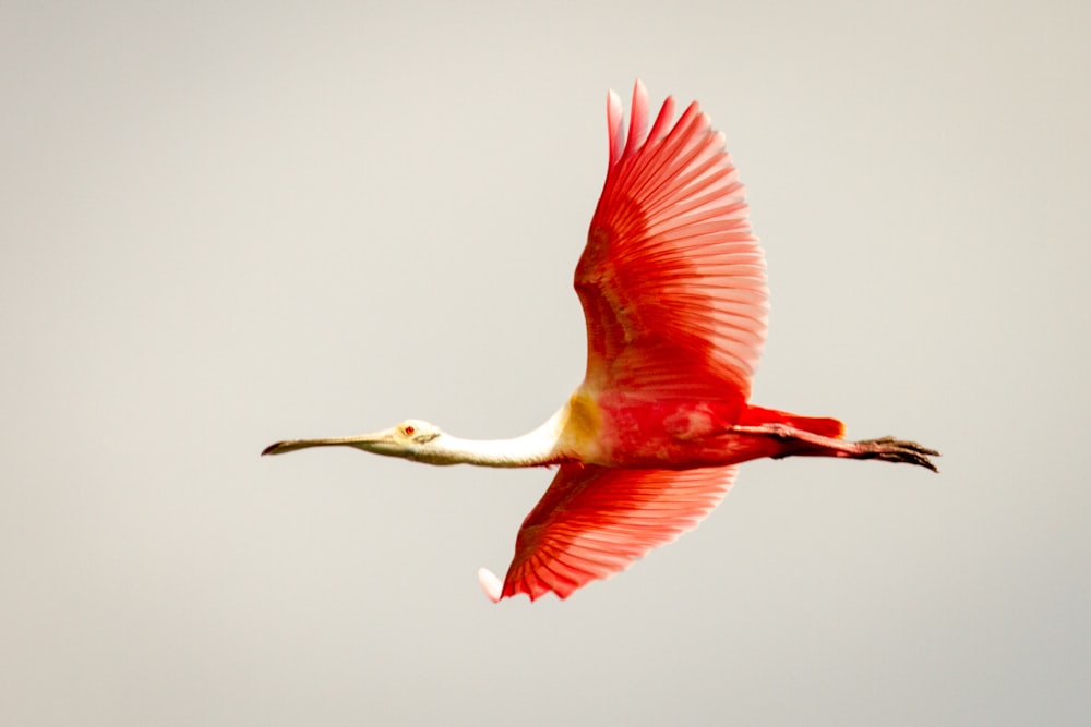 Uccello dal becco lungo rosa e bianco