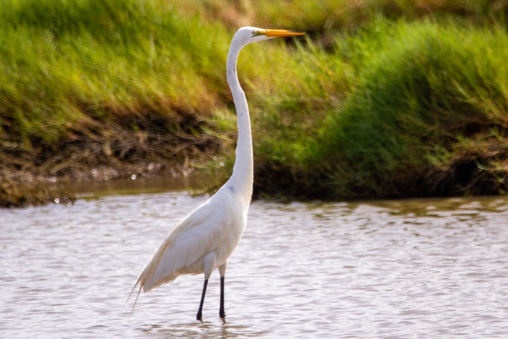 white long beak bird on brown wooden stick near green grass during daytime