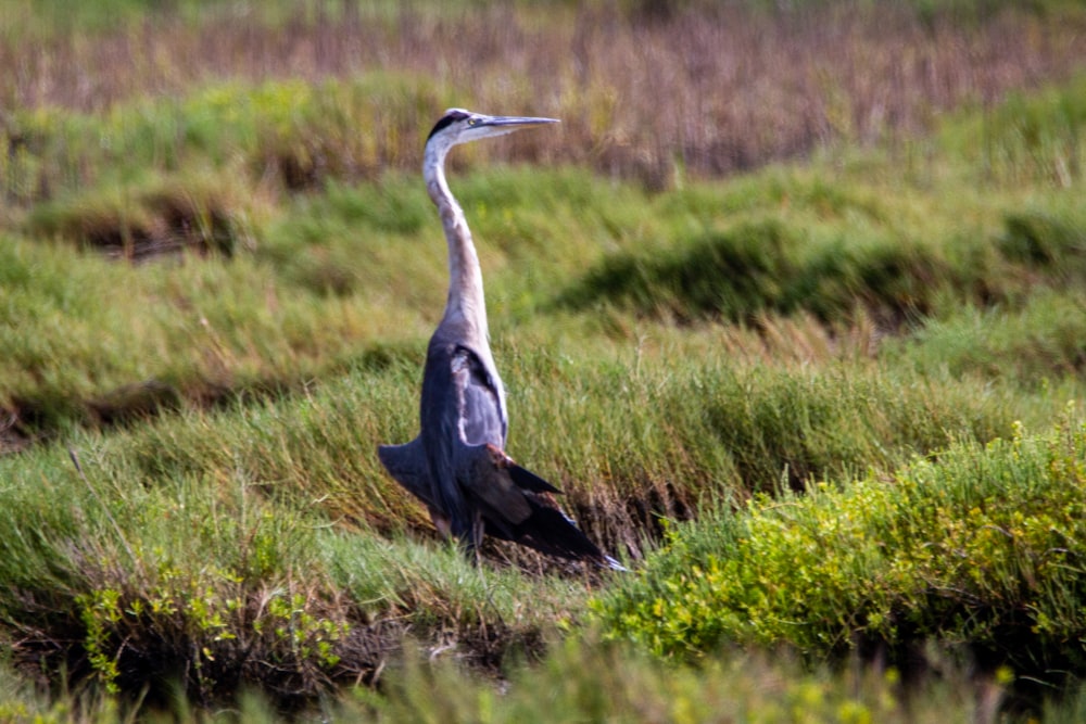 grey bird on green grass during daytime