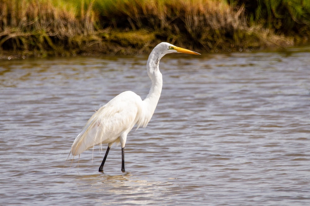 white bird on body of water during daytime