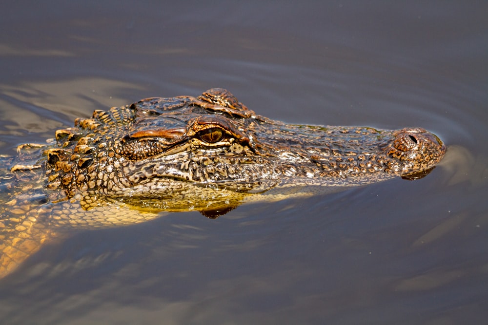 black crocodile on body of water