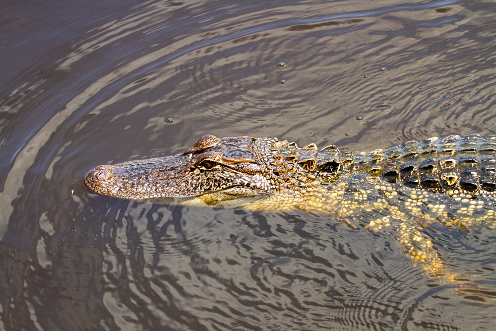 black crocodile on body of water