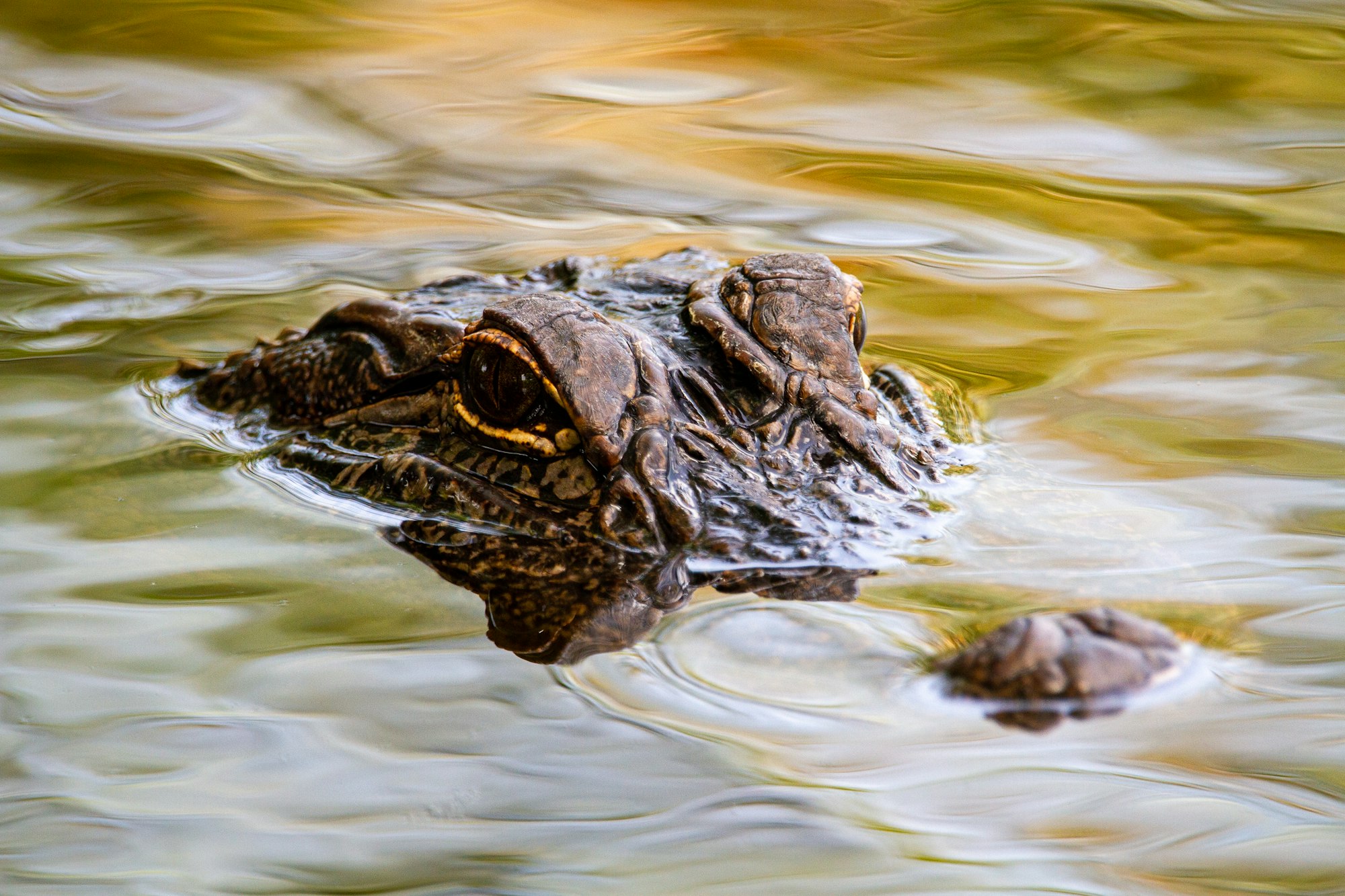 An american alligator hanging out in the Holiday Beach Pond, Rockport, TX.