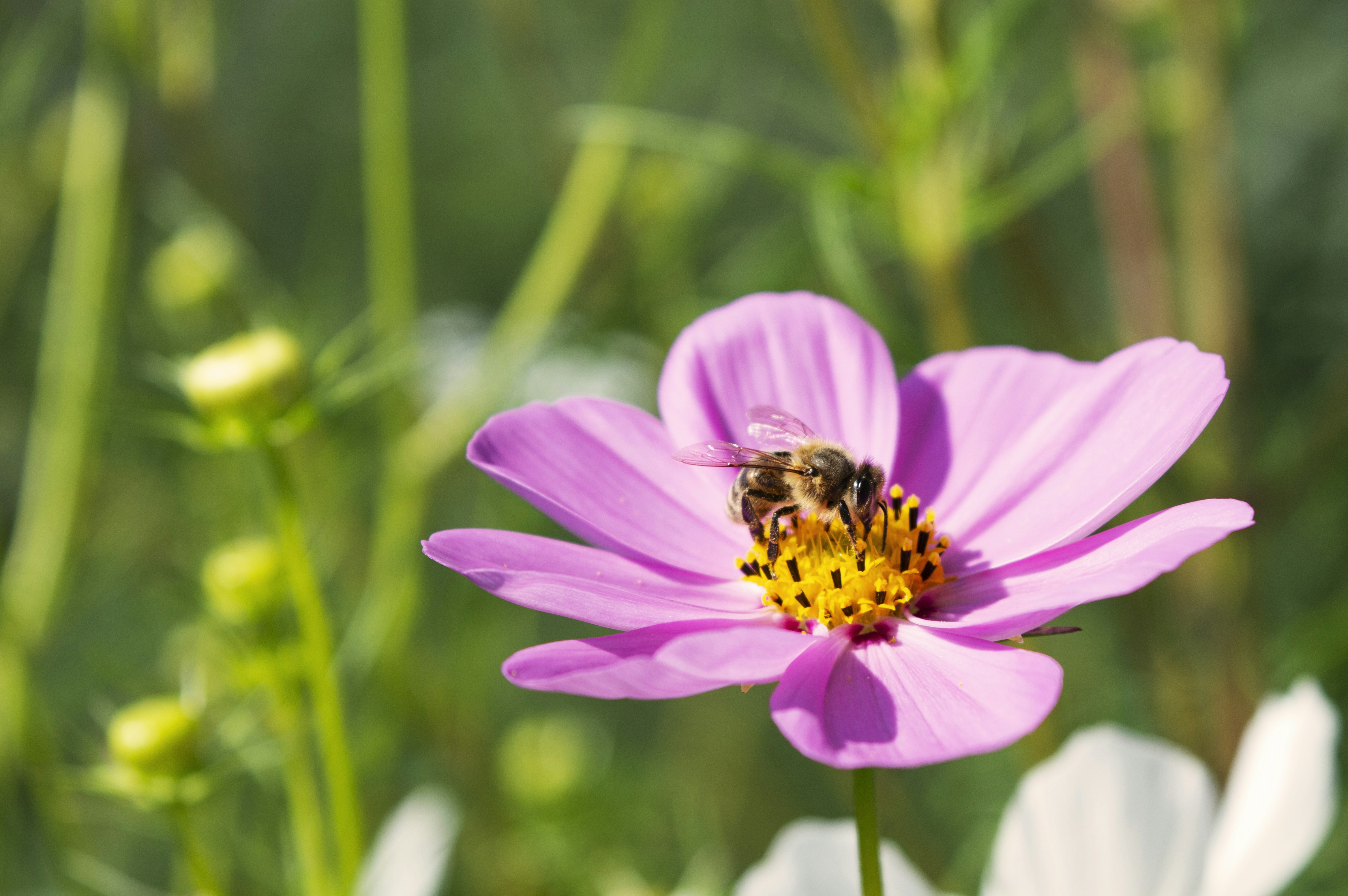 Photo by claudiumorut