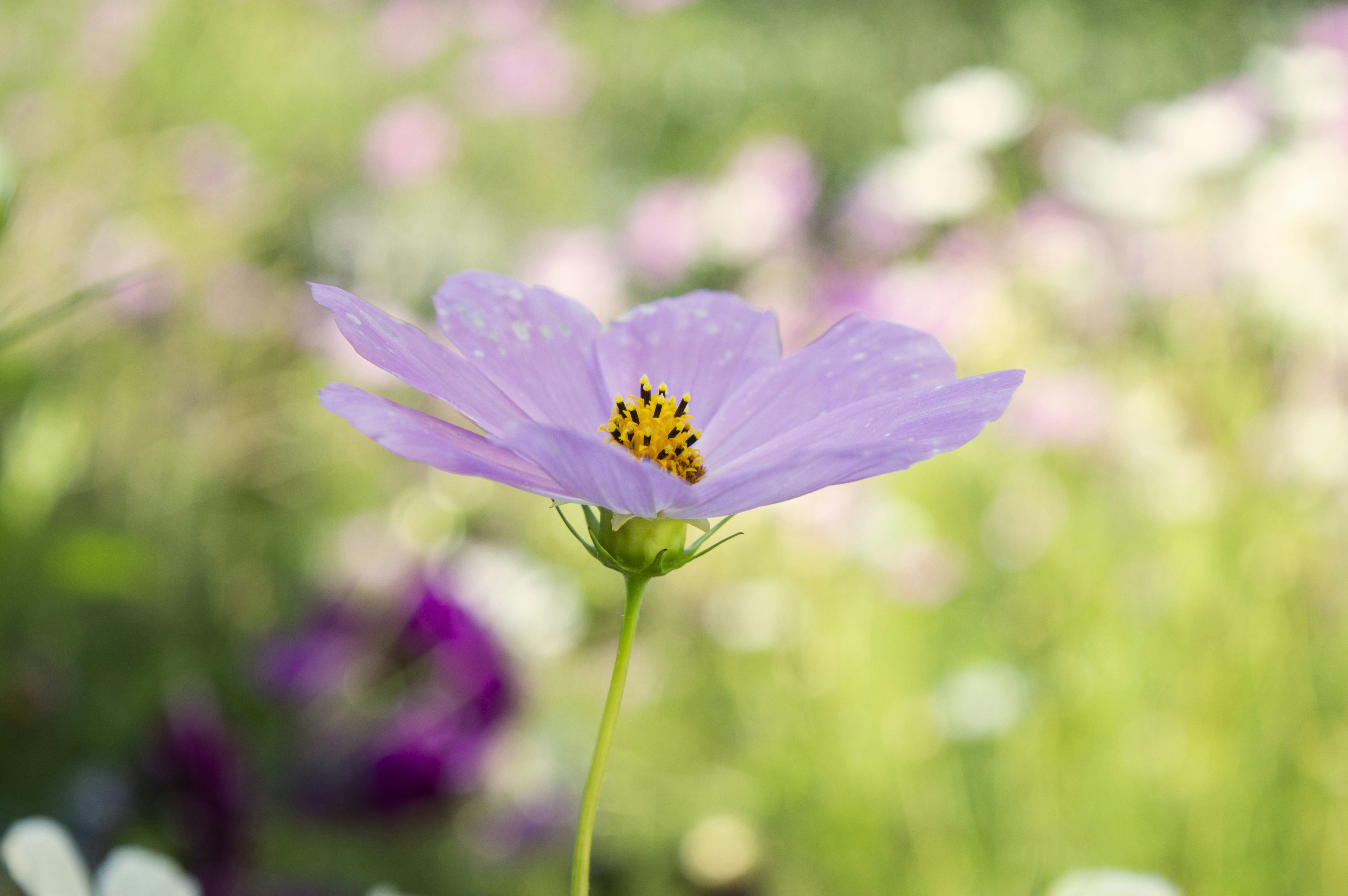 Photo by claudiumorut