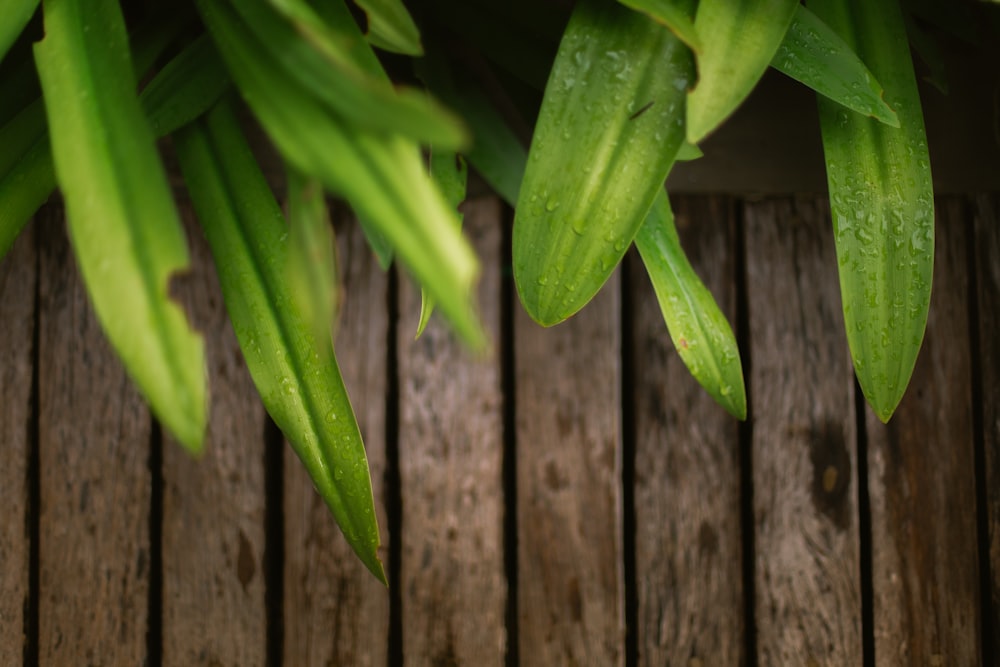 green plant on brown wooden fence