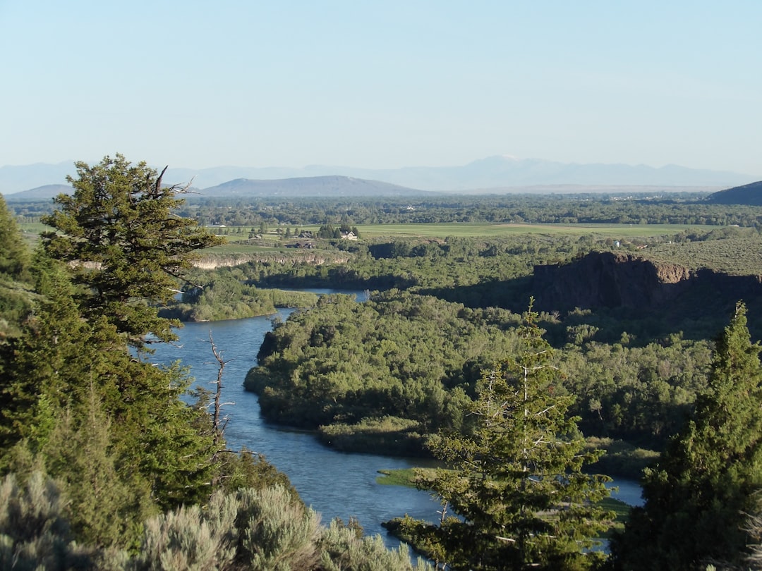 green trees near body of water during daytime,