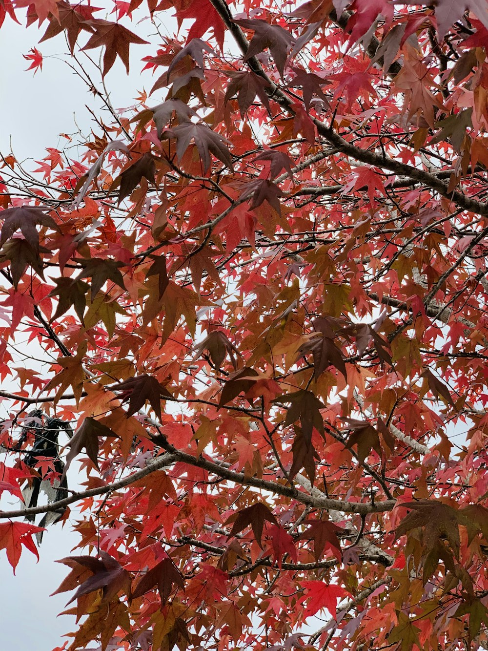 arbre à feuilles rouges et brunes