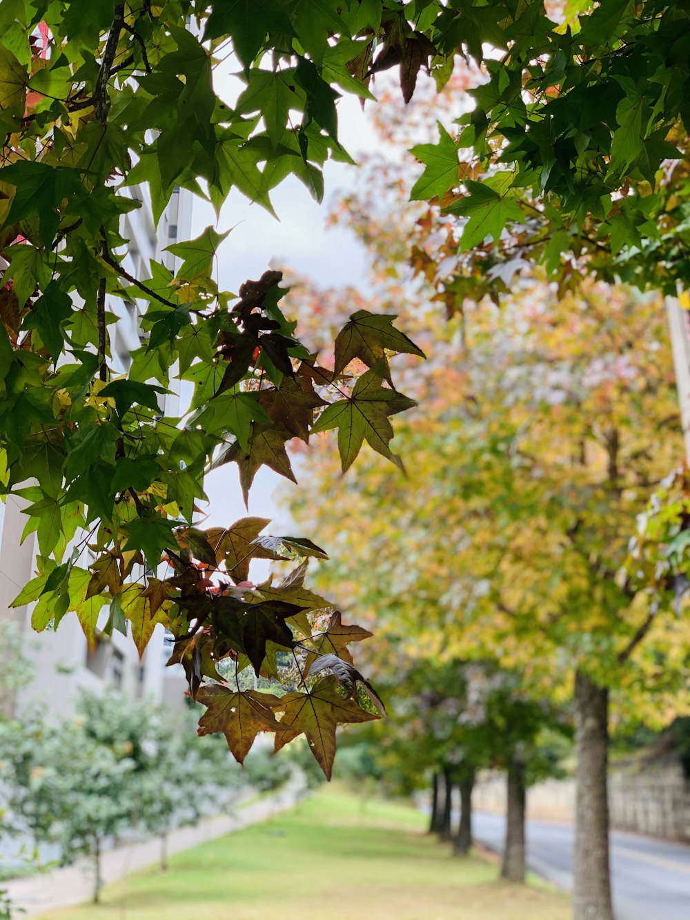 green and brown leaves on tree during daytime