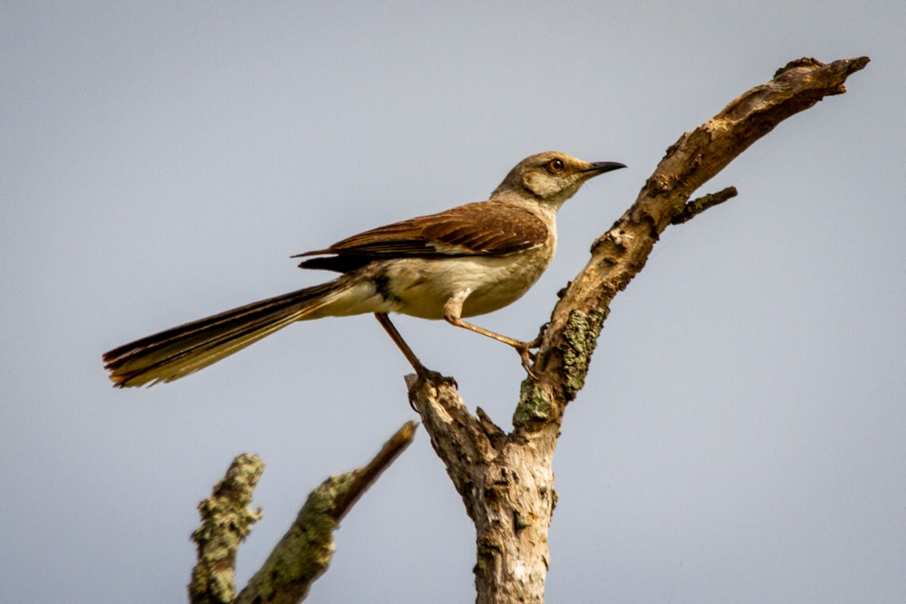 Brauner und weißer Vogel tagsüber auf braunem Ast