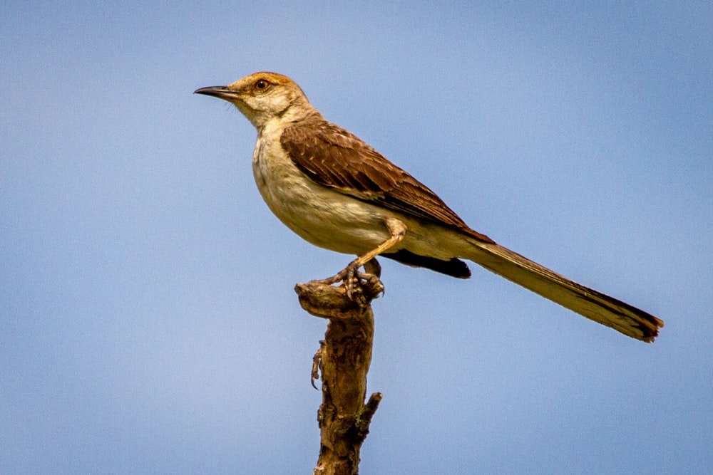 Brauner und weißer Vogel am braunen Ast