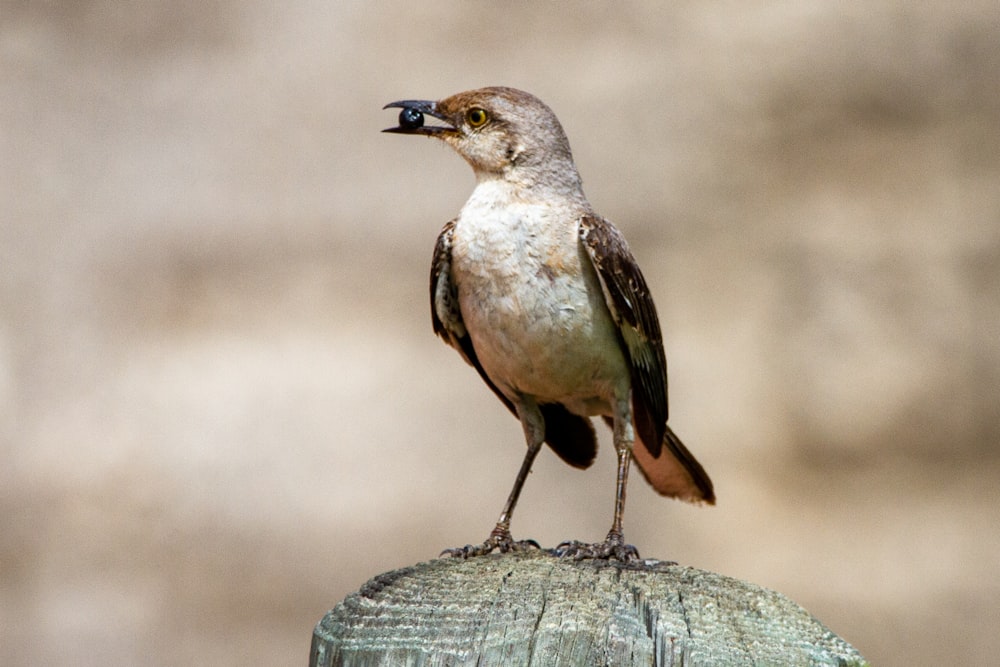 brown and white bird on brown wooden log