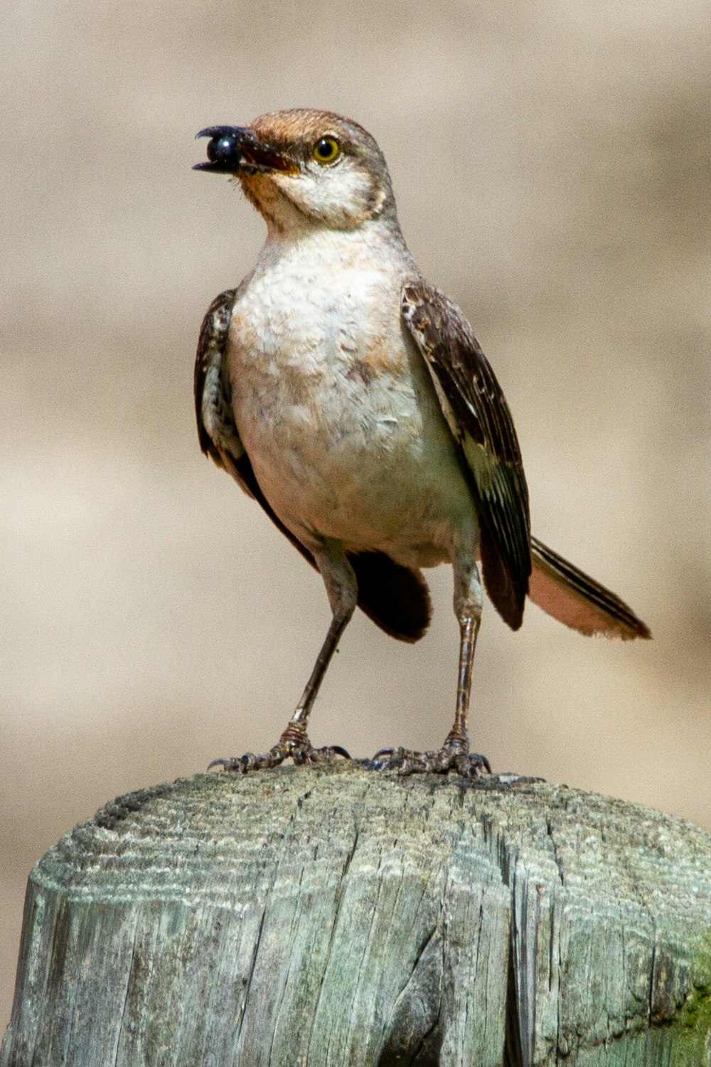 Brauner und weißer Vogel auf grauem Ast