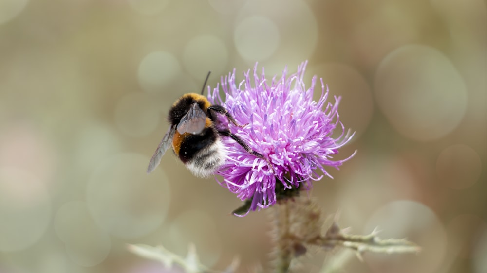 black and yellow bee on purple flower