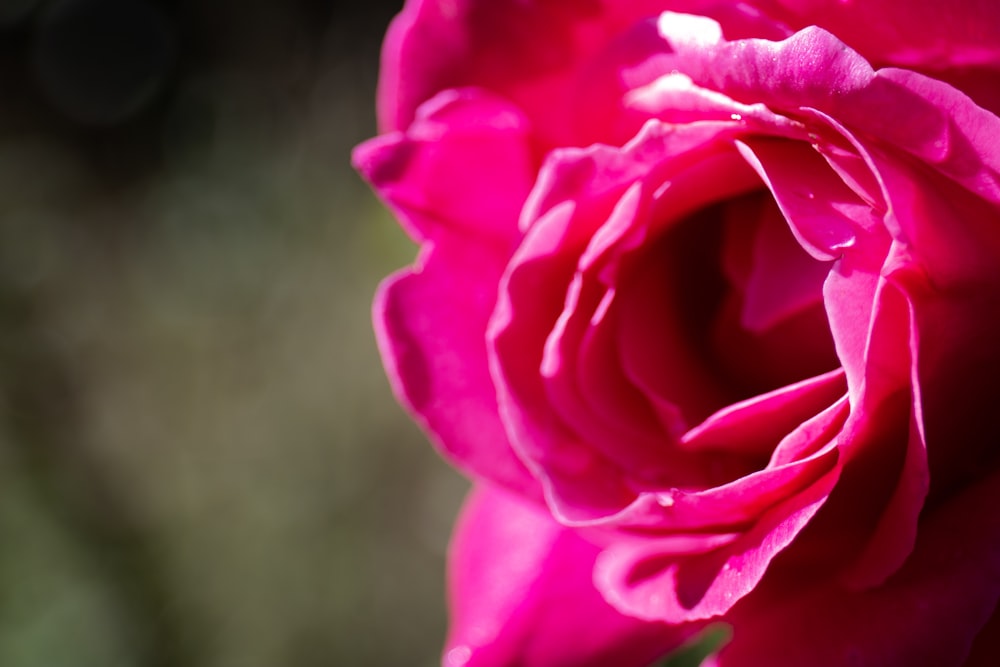 pink rose in bloom during daytime