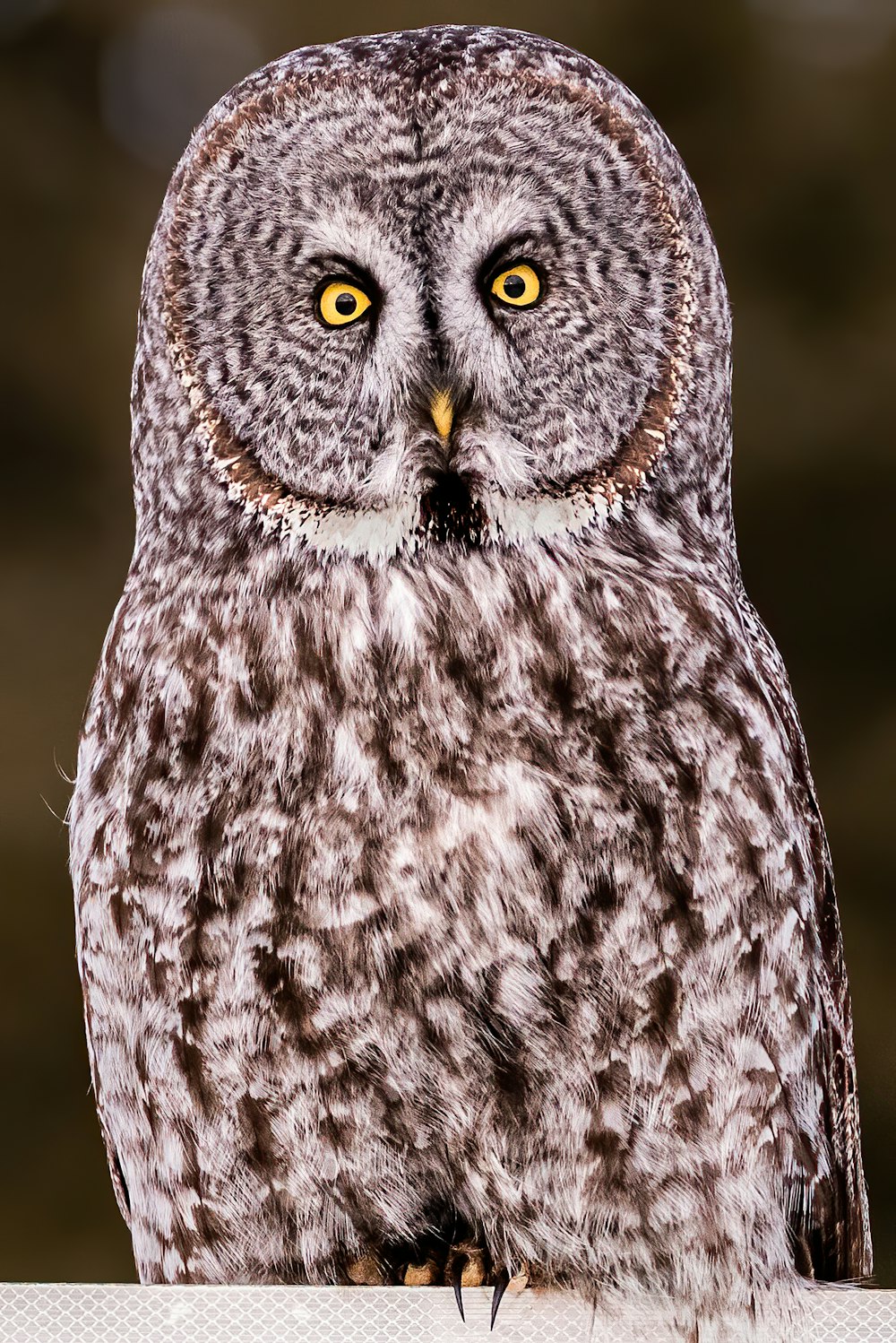 white and black owl with yellow eyes