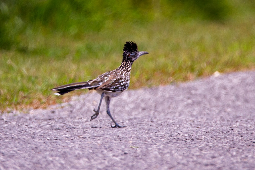 昼間の灰色のコンクリートの床に黒と白の鳥