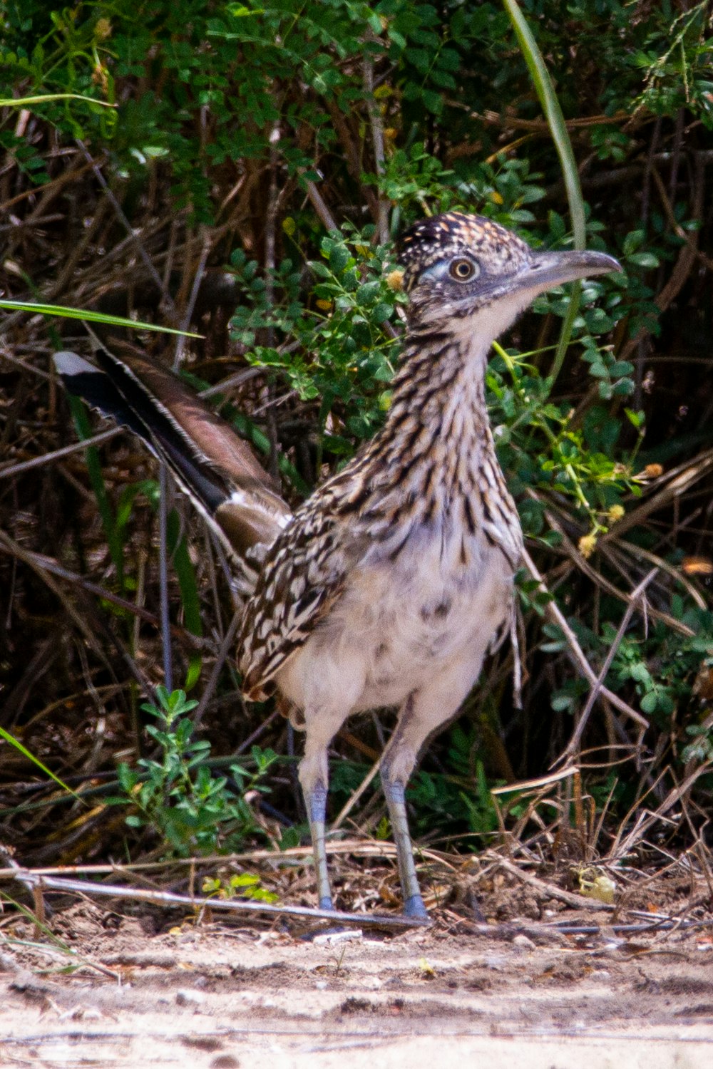 um pássaro em pé no chão na frente de arbustos