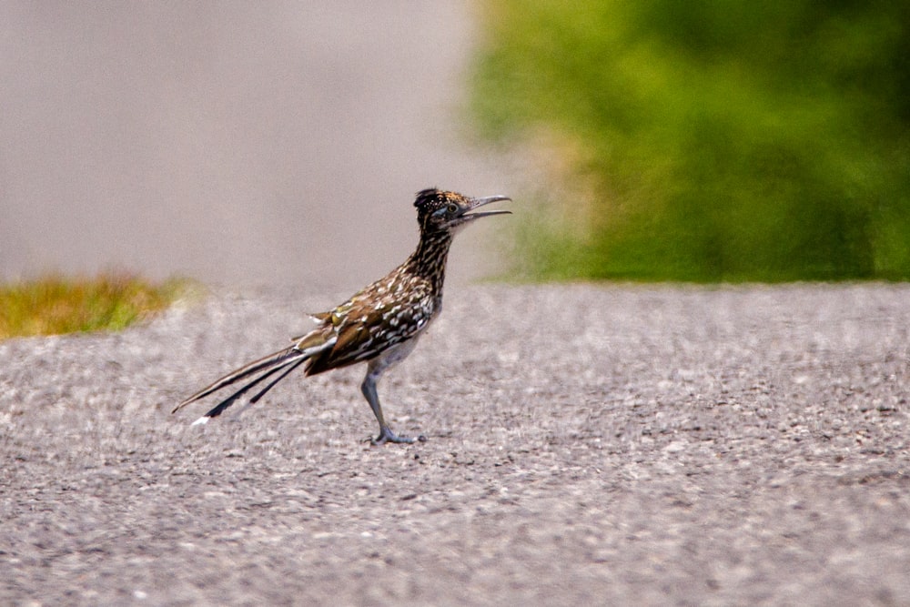 brown and white bird on gray concrete floor during daytime