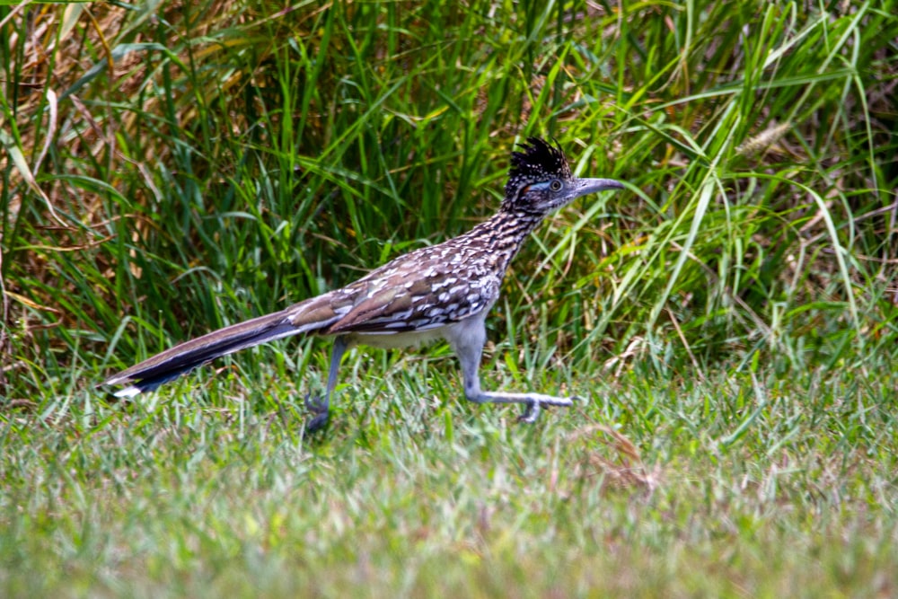 a bird with a long beak walking through the grass