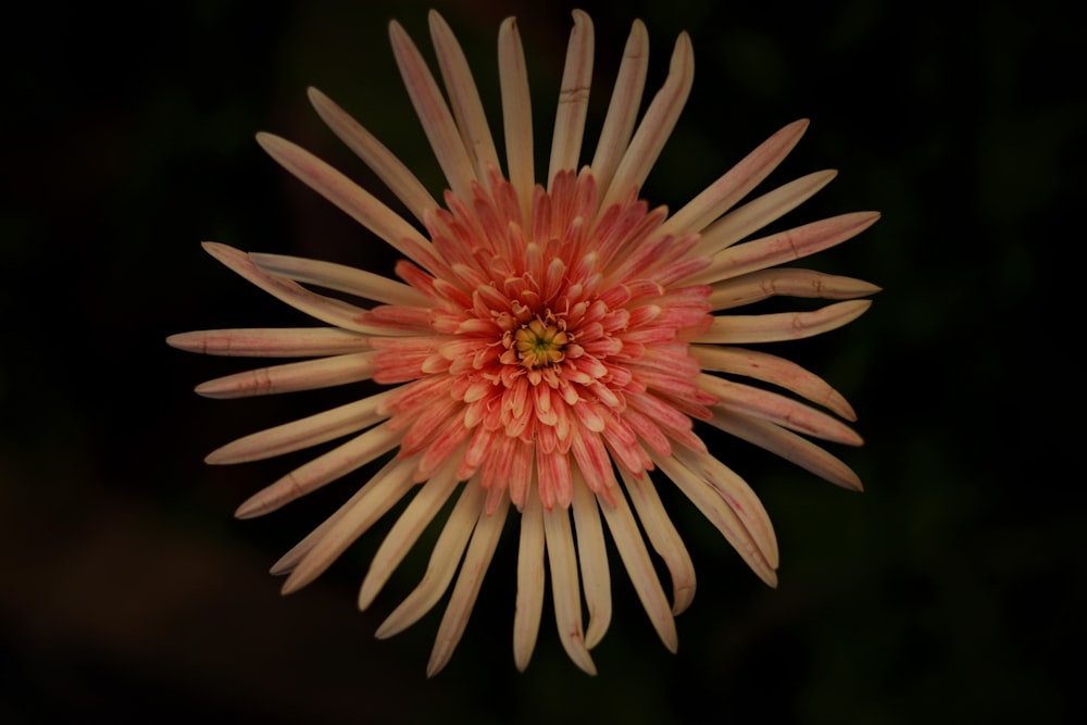 pink and white flower in close up photography