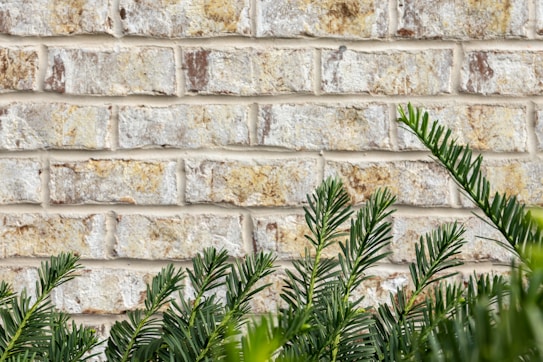 A detailed view of a light-colored brick wall featuring rustic textures and shades of beige and brown. In the foreground, lush green foliage with elongated, needle-like leaves adds a natural contrast against the structured pattern of the brickwork.