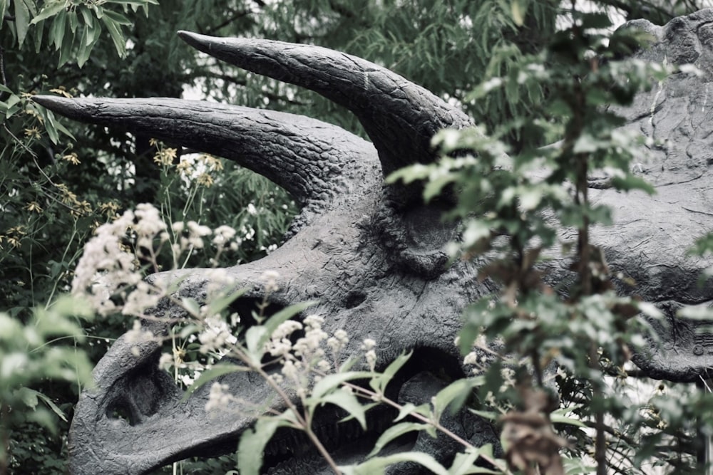 grey animal skull on green grass during daytime