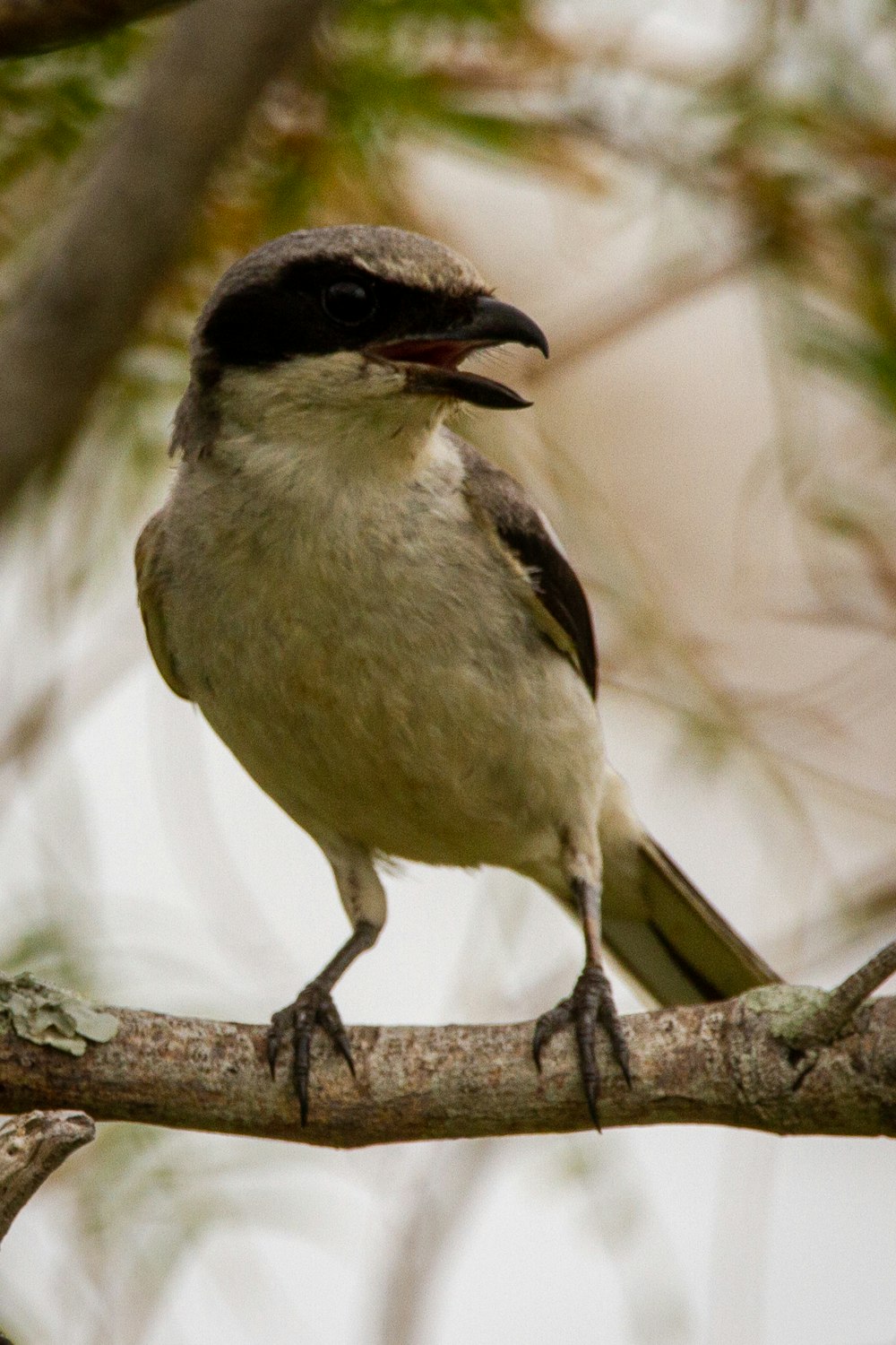 a small bird perched on a tree branch