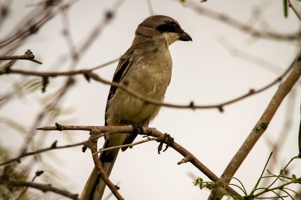 brown and white bird on brown tree branch