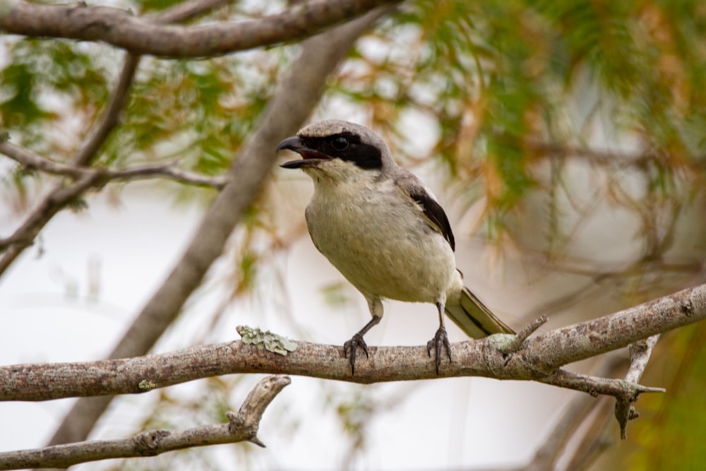 white and black bird on tree branch