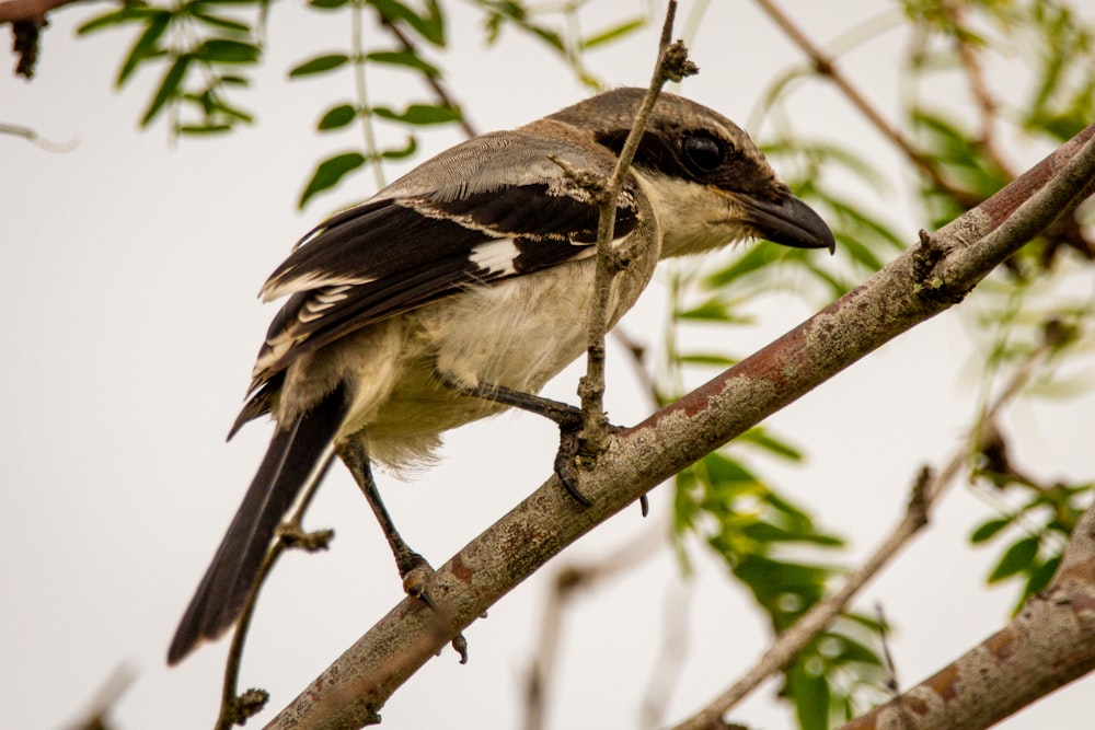 brown and white bird on brown tree branch during daytime