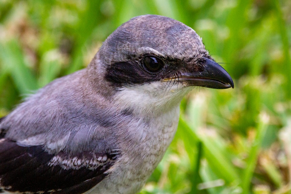 gray and black bird on green grass during daytime