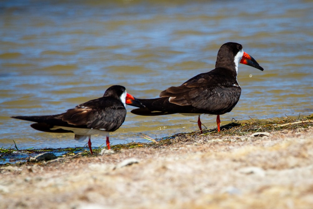 Schwarze Ente tagsüber auf dem Wasser