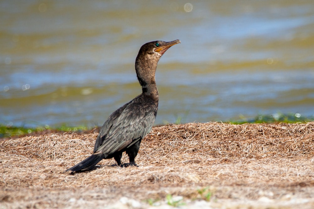 black and gray duck on brown ground near body of water during daytime