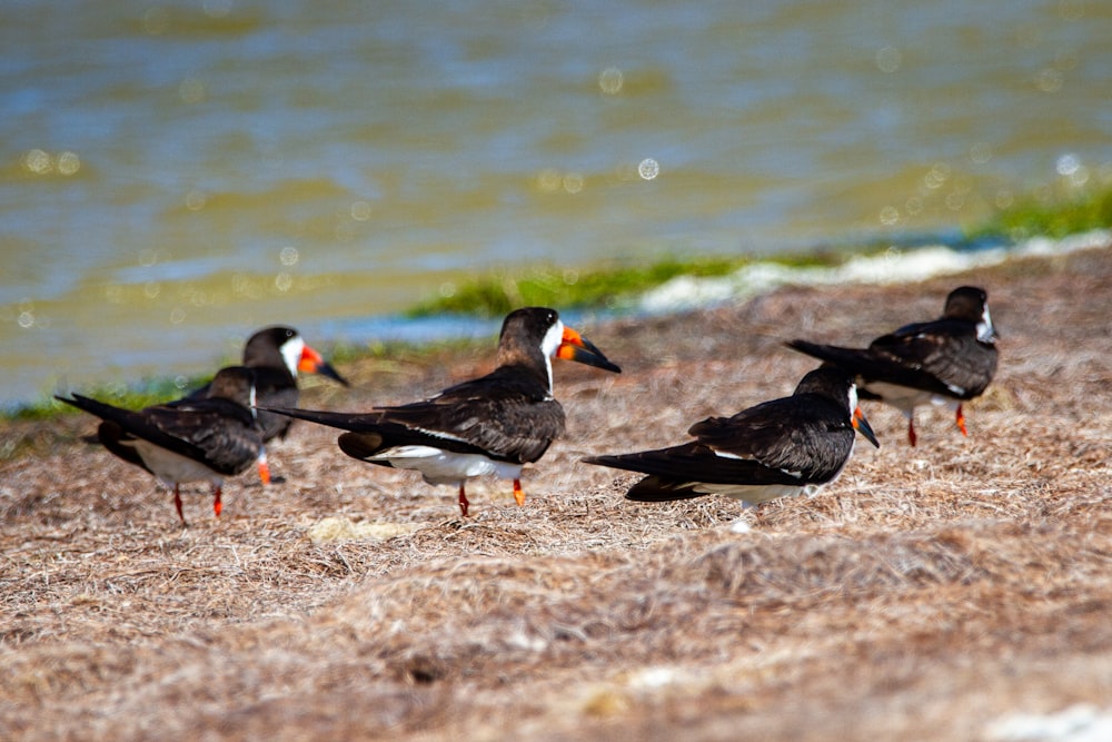 Zwei schwarz-weiße Ente tagsüber auf braunem Sand