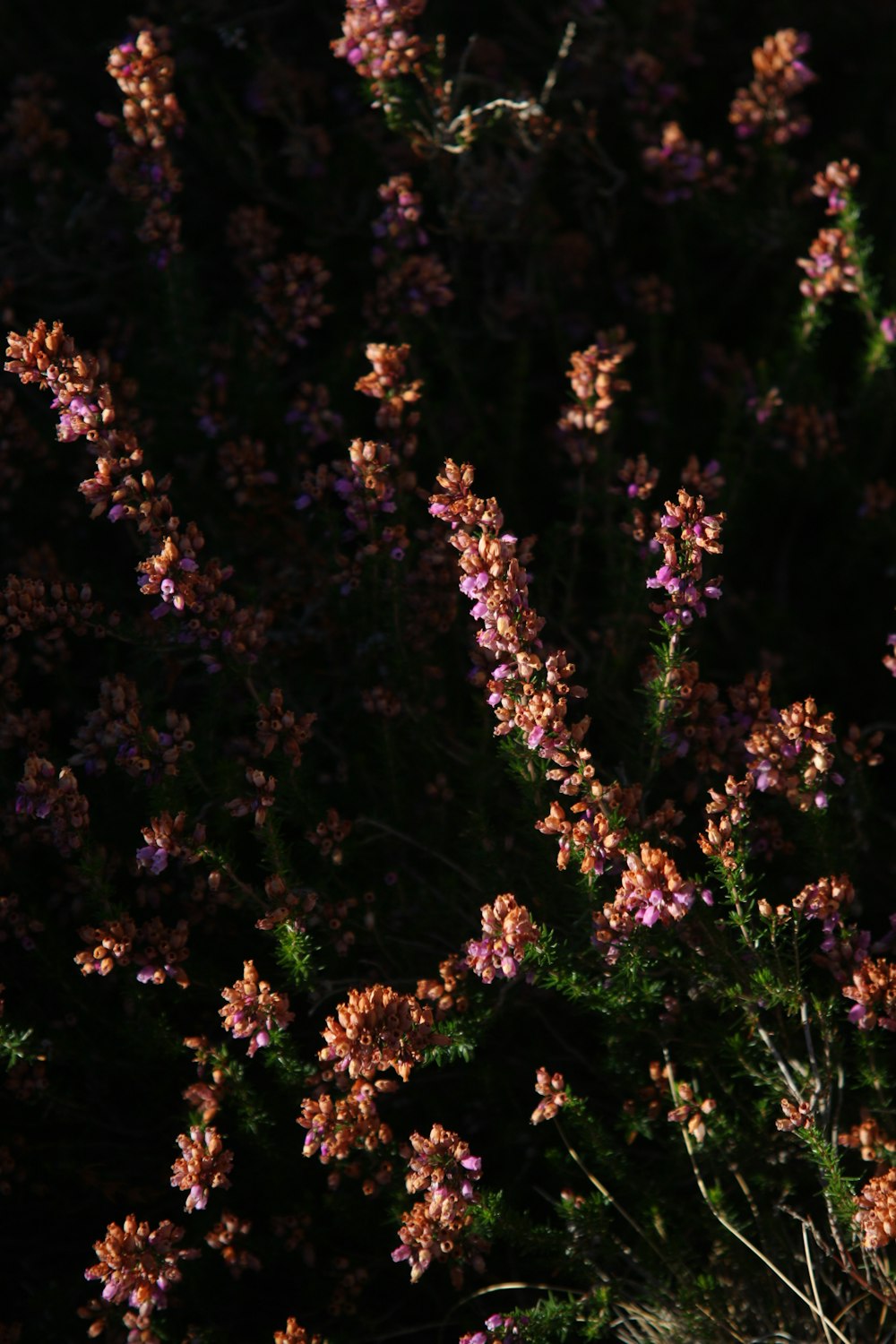 purple flowers in tilt shift lens